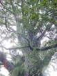 [Bob's Kauri tree]