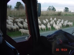 [Sixty-six million sheep in NZ; and, they gotta be on the road...]