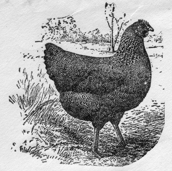 ['Plymouth Rock' Chicken Illustration]