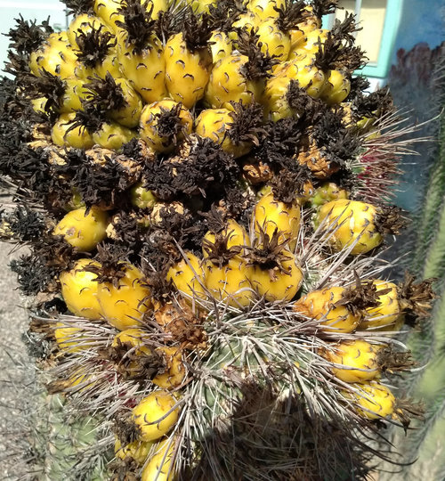 [Barrel Cactus Fruit, Casa Grande]