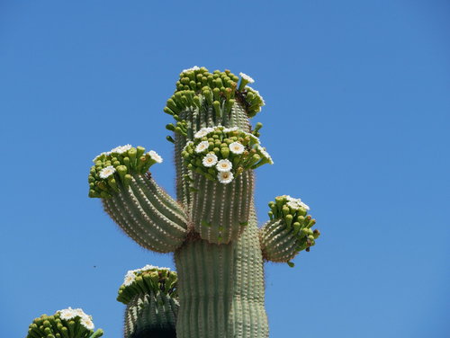 [Saguaro in Bloom, Casa Grande]