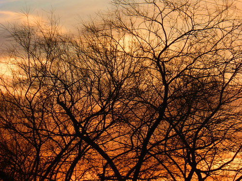 [Tree in Sunset]