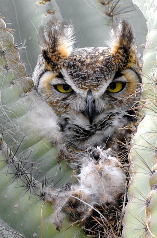[Owl Nesting in Saguaro, Casa Grande]