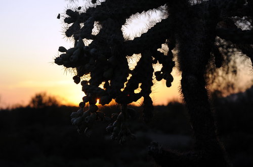 [Sunset and Cholla, Lost Dutchman State Park]