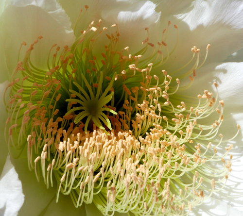 [Cactus Blossom Closeup, Casa Grande]