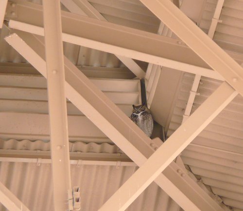 [Owl Roosting in 'Casa Grande' Structure]