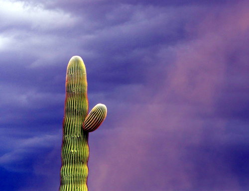 [Saguaro in Sandstorm (Enhanced), Casa Grande]