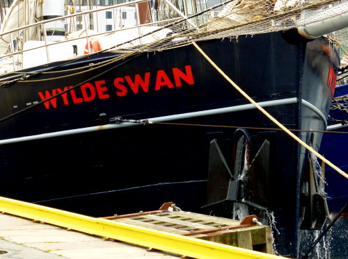 Wylde Swan 
