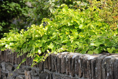 Stone Wall and Ivy