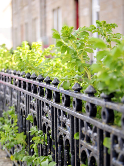 Iron Fence with Climbing Plants