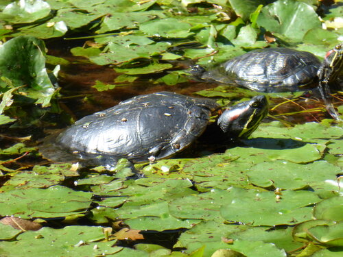 [Turtles in Pond, Grand Canary] style=