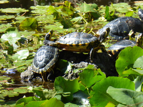 [Turtles in Pond, Grand Canary]