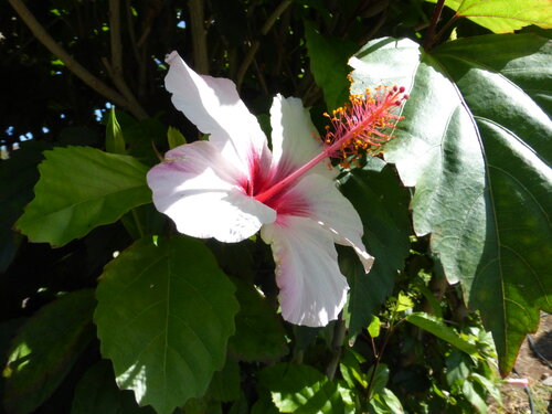 [Hibiscus, Grand Canary]
