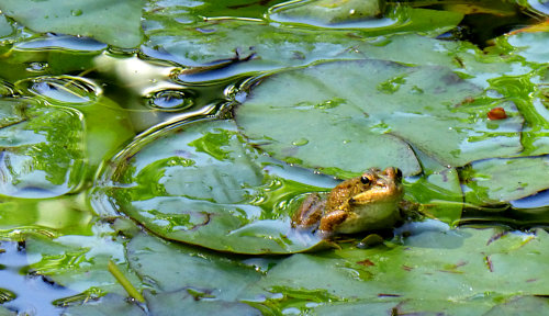 [Frog and Lily Pads, Grand Canary]