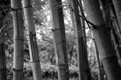 [Bamboo Forest (BW)] style=