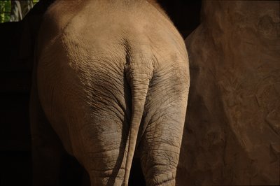[Elephant, Honolulu Zoo] style=