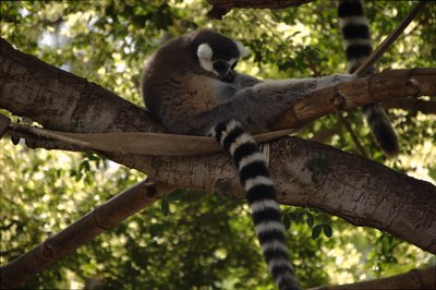 [Lemur, Honolulu Zoo]
