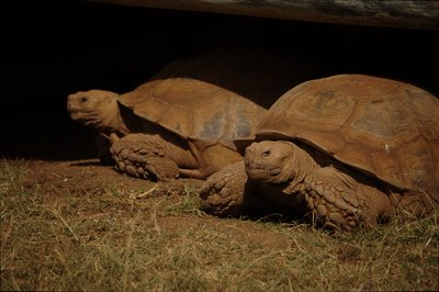 [Tortoise, Honolulu Zoo] style=