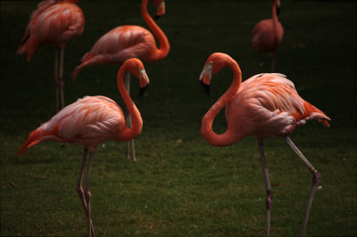 [Flamingo, Honolulu Zoo] style=