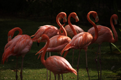 [Flamingo, Honolulu Zoo]