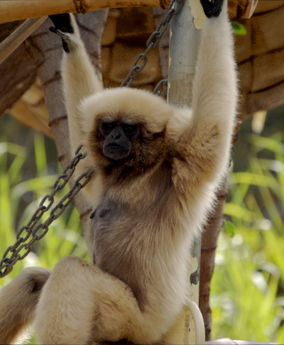 [Monkey, Honolulu Zoo]