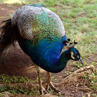 [Peacock, Honolulu Zoo] style=
