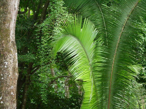 [Lush Tropic Plants at the Maya Ruins]