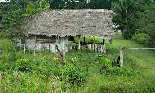 [Typical Thatched Roof House Along Road (same design as used by ancient Maya)]