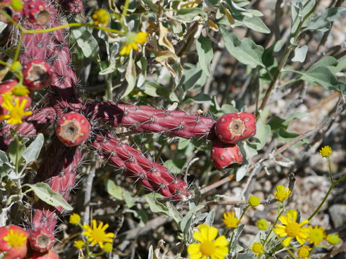 [Cholla with Fruit (after blooming)]
