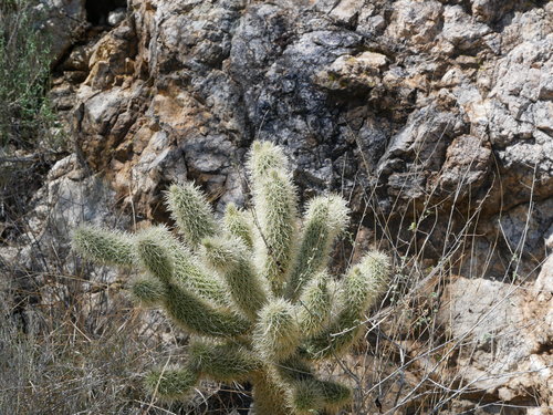 [Cactus and Rocks]