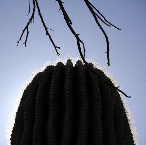 [Saguaro With Sun Behind]