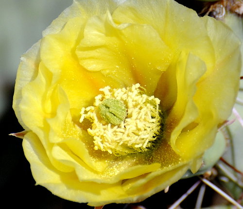 [Cactus Blossom (closeup)]
