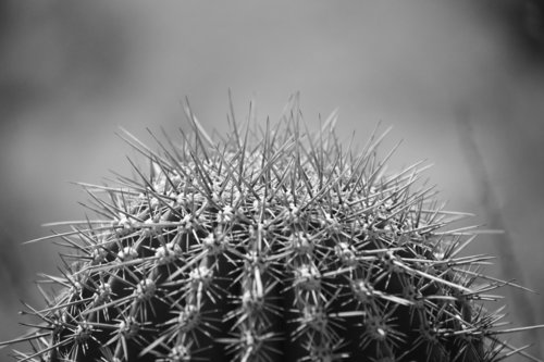 [Saguaro in Black and White]