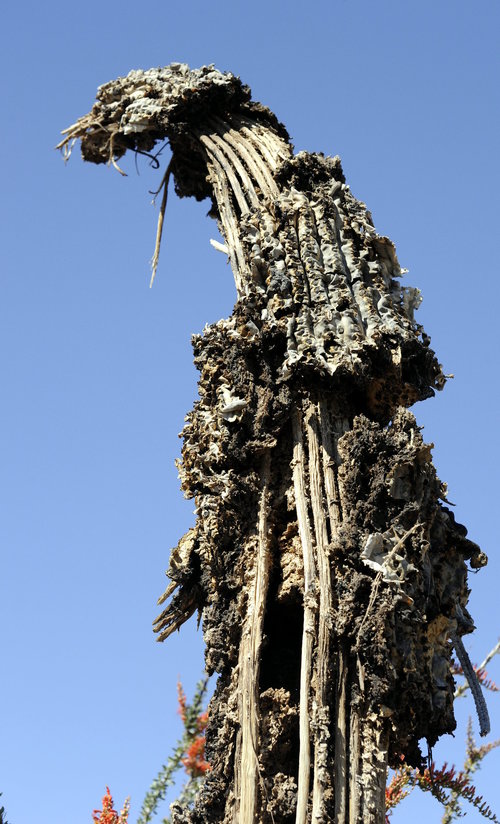 [Dead Saguaro (note the ribs that support the plant)]