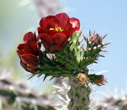 [Cholla in Bloom]