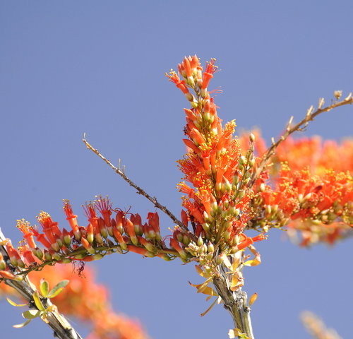 [Ocotillo Flowers (closeup)]