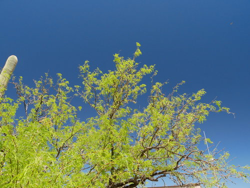 [Tree with Saguaro in Background]