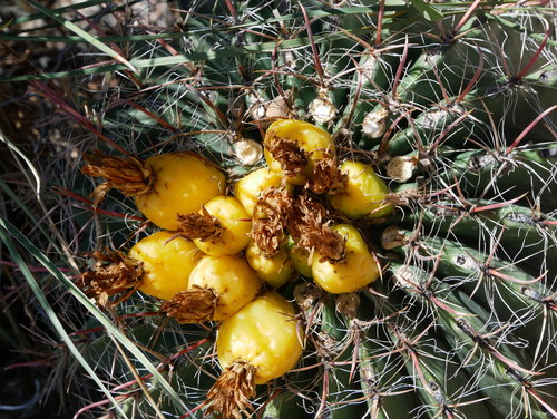 [Barrel Cactus Fruit]