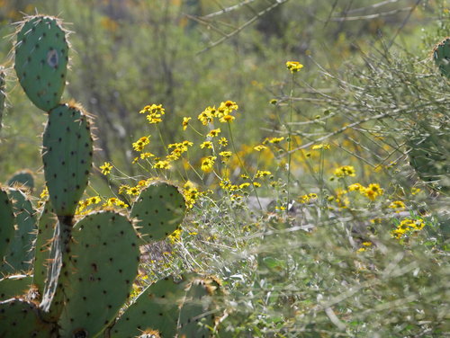 [Cactus with Wildflowers in the Sun]