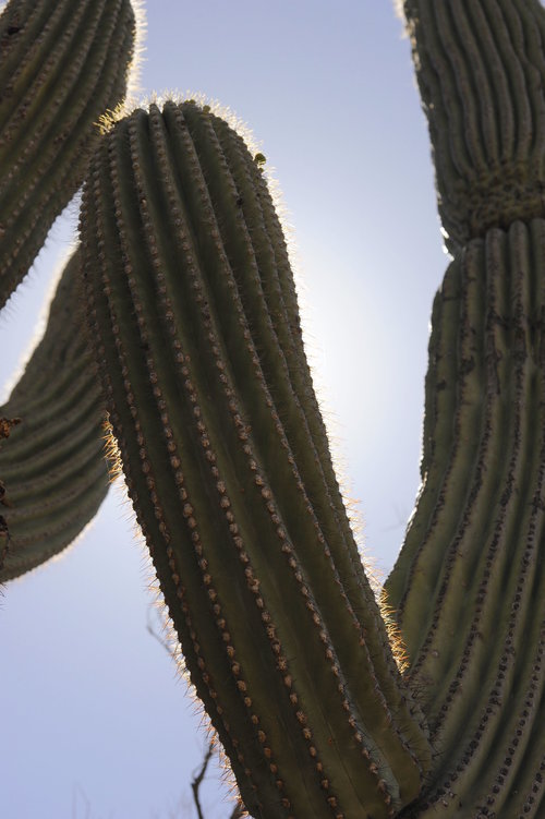 [Saguaro About to Bloom (note flower buds)]